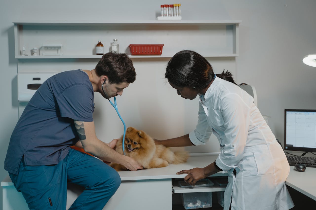 Formas farmacêuticas adaptadas para pets exóticos: como a DrogaVET facilita o tratamento 1 pexels tima miroshnichenko 6235108